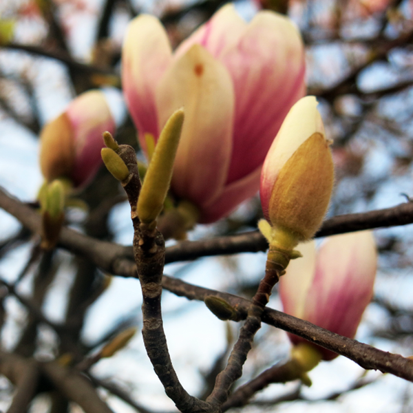 rastliny_magnolia__